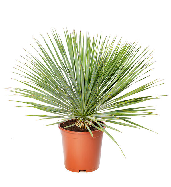 Beaked, Yucca Seed | Urban Farmer